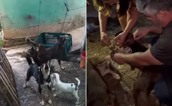 Imagem ilustrativa da imagem Homem é detido após nove cães serem encontrados em situação de maus-tratos no ES