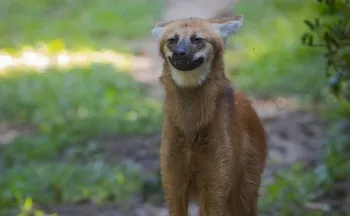 Imagem ilustrativa da imagem Lobo-guará “sorri” para fotógrafo no ES e viraliza