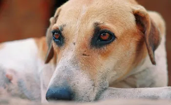 Imagem ilustrativa da imagem Mais de 600 são investigados por maltratar animais no Espírito Santo