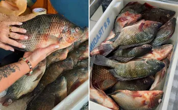 Imagem ilustrativa da imagem Mais tilápia por menor preço a partir desta quarta-feira na Grande Vitória