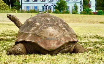 Imagem ilustrativa da imagem Morre aos 193 anos Jonathan, o animal terrestre mais velho do mundo