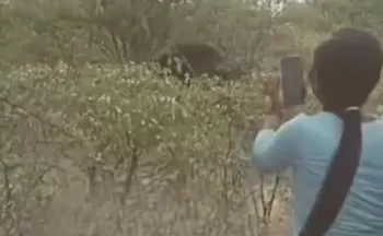 Imagem ilustrativa da imagem Mulher morre após puxar rabo de elefante para tirar foto na Namíbia