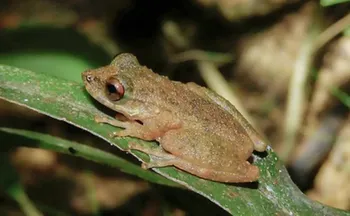 Imagem ilustrativa da imagem Nova espécie de perereca é descoberta no Cerrado mineiro