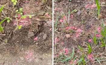 Imagem ilustrativa da imagem Polícia investiga origem de veneno para caramujo aplicado na Mata da Praia