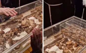 Imagem ilustrativa da imagem Restos mortais de São Francisco de Assis são exibidos ao público pela primeira vez