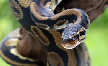 Imagem ilustrativa da imagem Substância encontrada em cobra pode reduzir o apetite