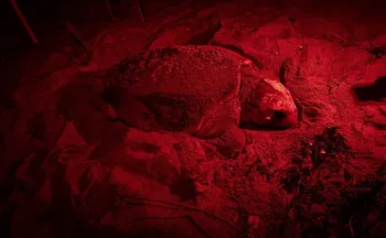 Imagem ilustrativa da imagem Tartaruga volta a desovar em praia do ES após 37 anos