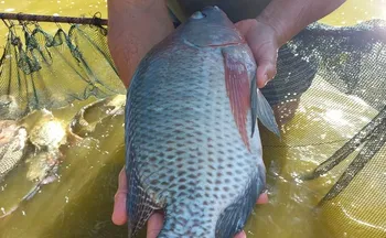 Imagem ilustrativa da imagem Tilápia produzida no ES ganha espaço nas receitas de Páscoa por menor preço