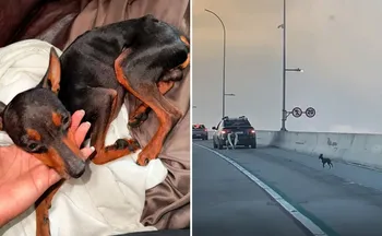 Imagem ilustrativa da imagem VÍDEO | Pinscher atravessa a Terceira Ponte e é procurado por família em Vitória
