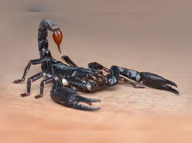 Deputado federal Mendonça Filho manteve redução da maioridade apesar de apelo do governo Lula