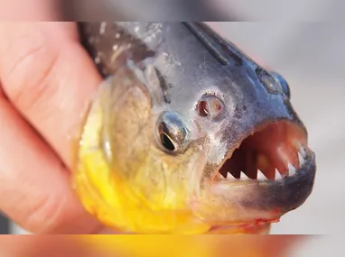 Imagem ilustrativa da imagem Ataque de piranhas na Argentina deixa 46 feridos; vítima teve dedo amputado