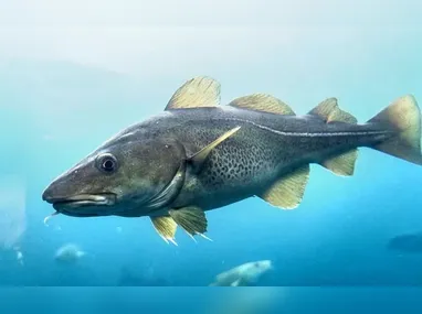 Orientação é que fiquem atentos à qualidade do pescado, se apresenta manchas avermelhadas ou pontos pretos