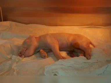 Imagem ilustrativa da imagem Brasileiros clonam 1º porco em projeto para transplante de órgãos suínos em humanos