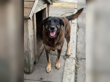 Polícia Civil investiga a morte do Cão Orelha