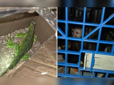 Delegado-geral da Polícia Civil, José Darcy Arruda afirmou que a má conduta de alguns policiais não pode manchar a imagem dos demais agentes