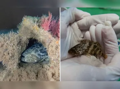 Chances contemplam estudantes de diferentes níveis de ensino