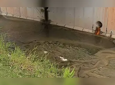 Cão da raça Yorkshire apresentava quadro compatível com obstrução parcial de vias aéreas