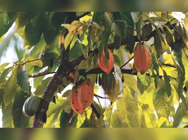 Imagem ilustrativa da imagem Desistência e mobilização contra importação africana de cacau para o ES