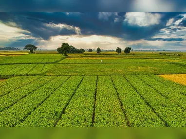 Imagem ilustrativa da imagem Do campo ao porto: a nova fronteira do comércio exterior é jurídica