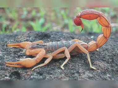 Chamas atingiram o veículo e parte da fiação elétrica