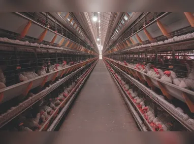 Imagem ilustrativa da imagem Fábrica de ração recebeu R$ 30 milhões em investimentos em Santa Maria de Jetibá