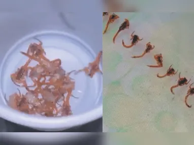 Avó é presa suspeita de vender netas de 10, 12 e 14 anos para piloto da Latam