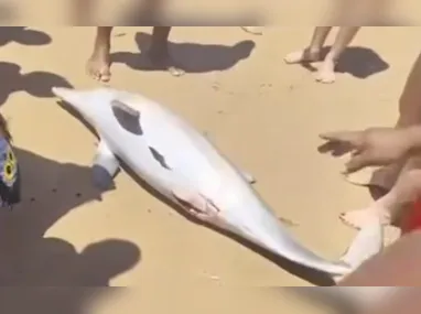 Prefeitura de Linhares retirou cerca de 2,5 toneladas de fios e cabos