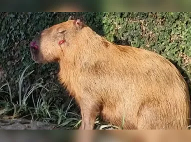 Melissa Felippe Martins Santos foi encontrada morta 11 dias após ela desaparecer