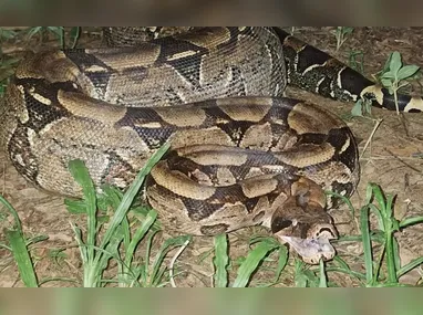 Idoso sendo resgatado pelos bombeiros