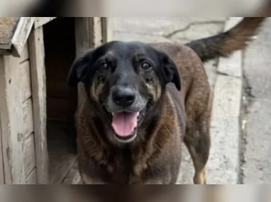 Animal foi jogado em rio e depois arremessado do alto de um prédio