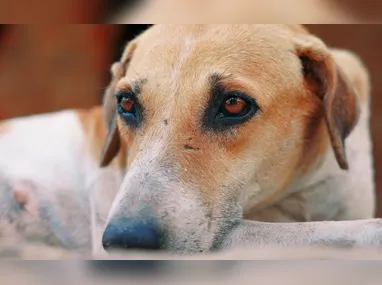 Ainda segundo a Polícia Rodoviária Federal (PRF), em decorrência do acidente, a pista ficou interditada nos dois sentidos para o atendimento às vítimas.