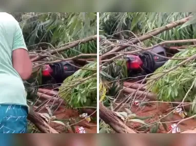 Imagem ilustrativa da imagem Motociclista morre após colidir em árvore que caiu durante temporal em Colatina