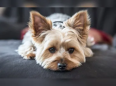 Márcio Borghi era considerado um dos foragidos mais procurados do Paraná, segundo lista divulgada pelo Ministério da Justiça