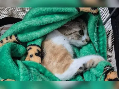 Operação desta quinta-feira, batizada de Classificação de Risco, também investiga um professor da rede pública de ensino