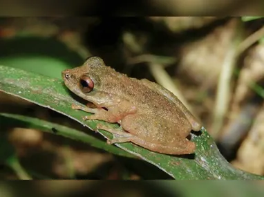 Imagem ilustrativa da imagem Nova espécie de perereca é descoberta no Cerrado mineiro