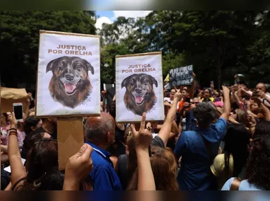Imagem ilustrativa da imagem Orelha: MP aponta ‘lacunas’ em investigação e pede esclarecimentos à Policia Civil
