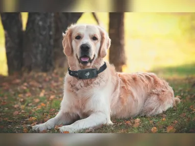 Leonardo lembra que a Justiça reconhece celular como instrumento de trabalho: indenização por perda de renda