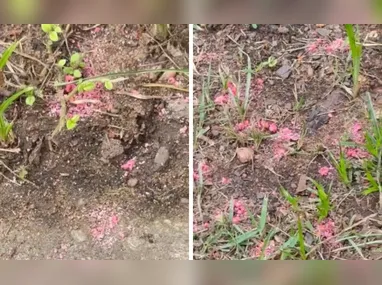 Policiais realizaram Manobra de Heimlich para desengasgar recém-nascida