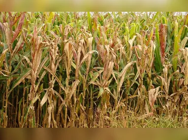 Reunião da CNA no ES reuniu federações e sindicatos e destacou queda na contratação e maior exigência de garantias