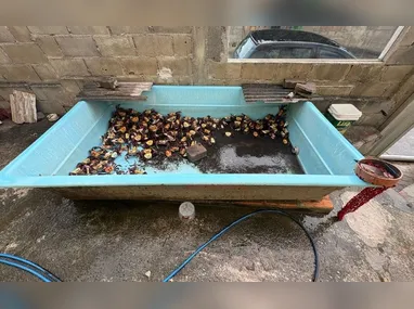 Imagem ilustrativa da imagem Preso por tentativa de homicídio é flagrado cometendo crime ambiental em Anchieta