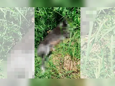 Policiais encontraram a arara-azul após receberem uma denúncia sobre o transporte irregular do animal