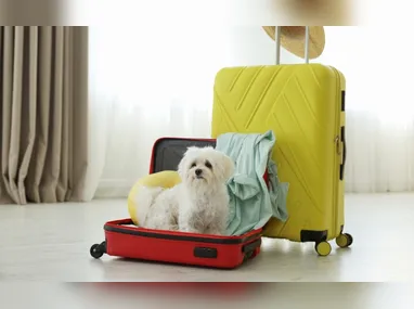 Imagem ilustrativa da imagem Senado aprova guarda compartilhada de animais de estimação em caso de divórcio