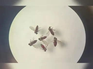 Imagem ilustrativa da imagem Subnotificados, casos de Oropouche atingem 2% da população brasileira