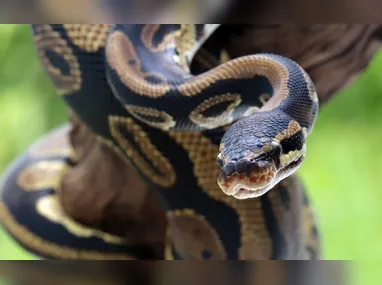Frascos de vacinas produzidas pelo laboratório Bio-Manguinhos/Fiocruz