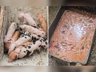 Imagem ilustrativa da imagem Suínos são resgatados em situação de maus-tratos em garagem de casa em Vila Velha