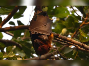 Imagem ilustrativa da imagem Surto do vírus Nipah na Índia pode chegar ao Brasil?