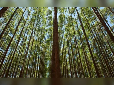 Veículos foram preparados como experiência comemorativa