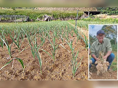 Imagem ilustrativa da imagem Tecnologias aumentam a produção de alho no Espírito Santo