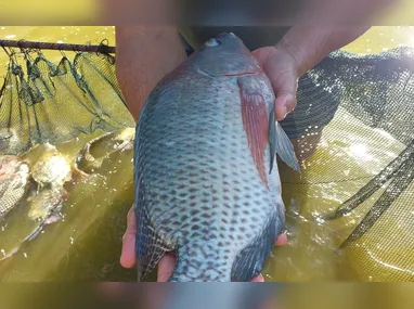 Criança foi transferida de helicóptero de Vitória, onde foi internada no Hospital Infantil