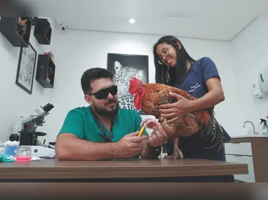 Imagem ilustrativa da imagem Vida Pet: até tratamento a laser para cuidar de galos
